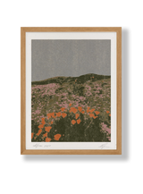 CALIFORNIA POPPIES Print