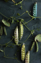 GARDEN PEA ORNAMENT