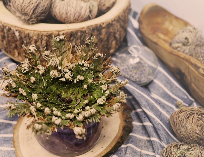 Rose of Jericho