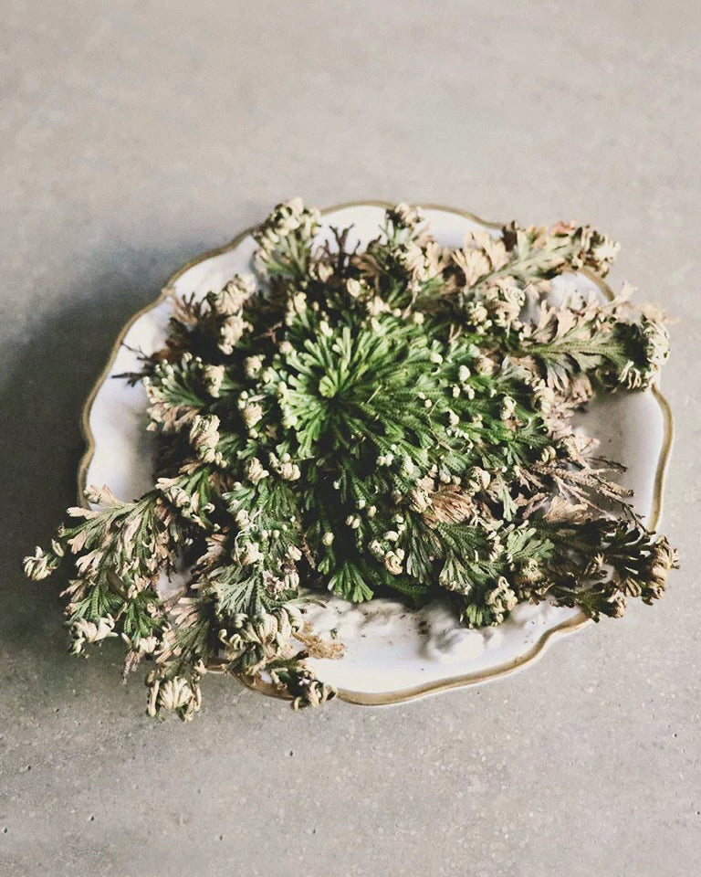 Rose of Jericho