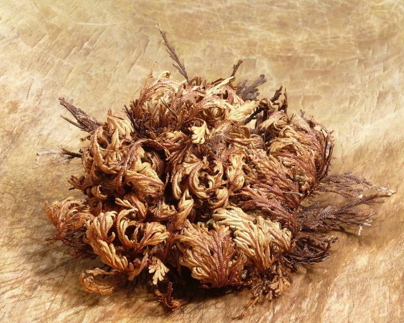 Rose of Jericho